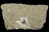 Fossil Mackerel Shark (Cretodus) Tooth - Kansas #154207-1